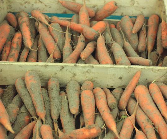 varastoi porkkanat kellariin